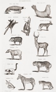 Different Types of Quadrupeds